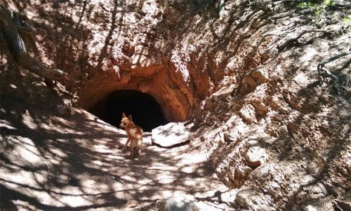 A dog stands near the entrance of a dark cave surrounded by rocky terrain and trees.