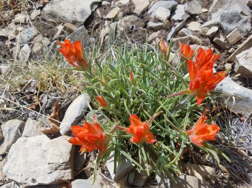 A cluster of vibrant orange flowers growing among rocky terrain, surrounded by green foliage.