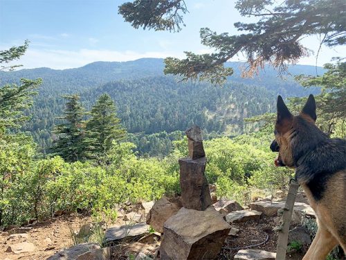 A dog stands on a trail overlooking a lush green valley and mountains, with stacked stones in the foreground.