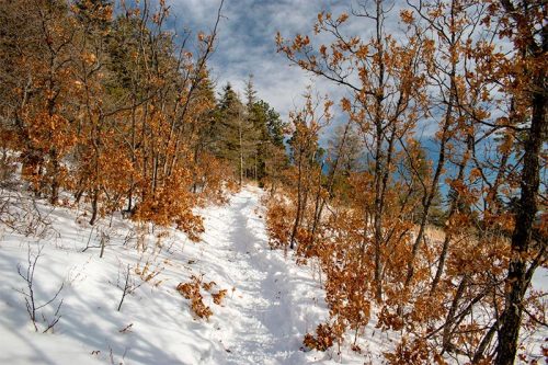 A snowy path winds through trees with brown leaves, leading into a forest under a cloudy sky.