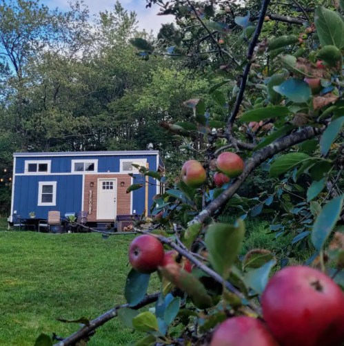 A blue tiny house nestled in a green landscape, surrounded by apple trees with ripe fruit.