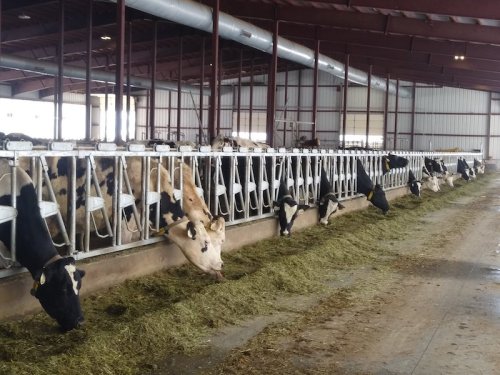 Cows eating from feeding troughs in a spacious barn with metal beams and a concrete floor.
