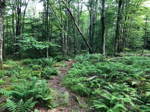 A serene forest scene with lush green ferns, trees, and a winding dirt path through the woods.