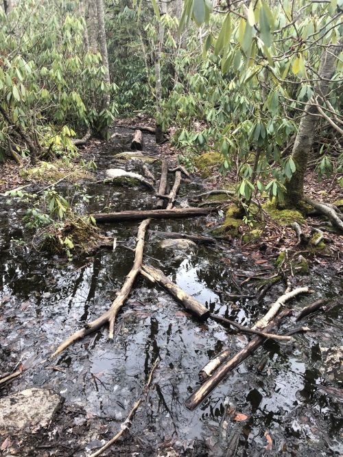 A muddy trail in a forest, with fallen branches and greenery surrounding a small pool of water.