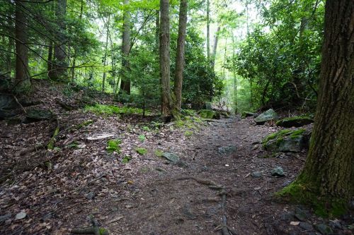 A winding dirt path through a lush green forest, surrounded by trees and rocky terrain.