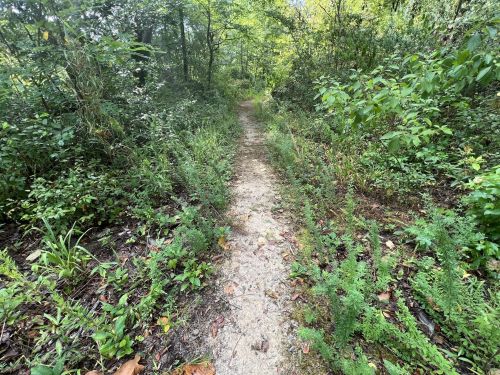 A narrow dirt path winds through lush greenery and tall grass in a serene forest setting.