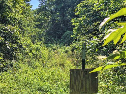 A dense, overgrown path in a forest with a wooden signpost partially visible among the greenery.