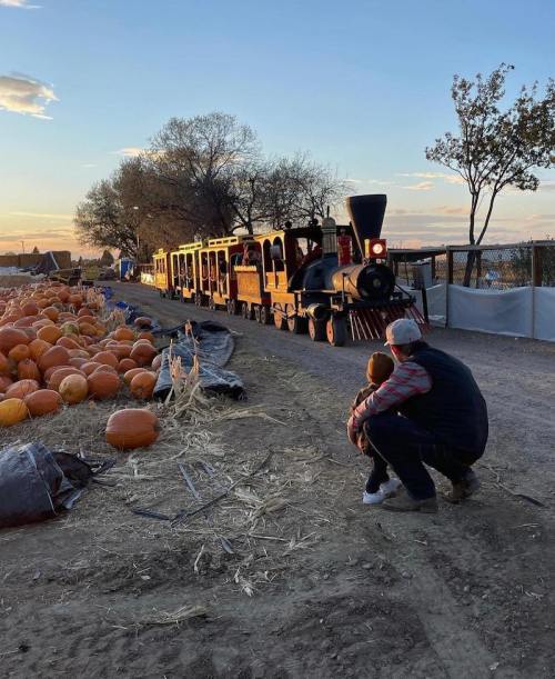 A man and child watch a small train passing by a pumpkin patch at sunset.