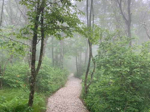 A misty forest path winding through lush greenery and trees, creating a serene and tranquil atmosphere.