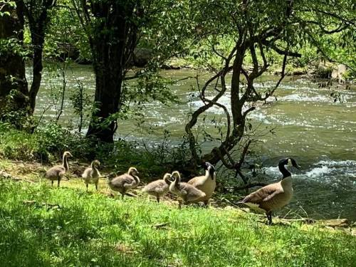 A family of geese with goslings walking along a grassy bank by a flowing stream, surrounded by trees.