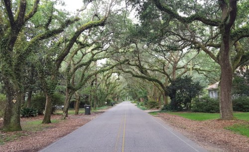 A quiet, tree-lined street with overhanging branches and fallen leaves, creating a serene, natural canopy.