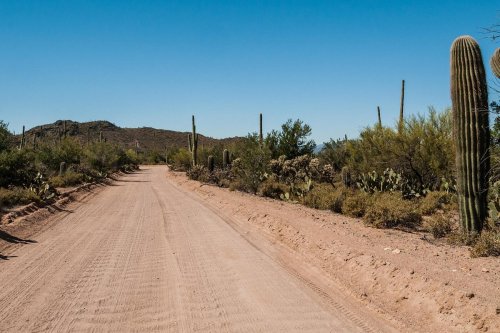 A dirt road winds through a desert landscape with cacti and shrubs under a clear blue sky.