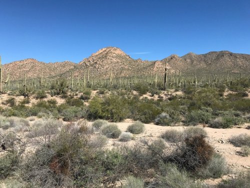 A desert landscape featuring cacti, rocky hills, and sparse vegetation under a clear blue sky.
