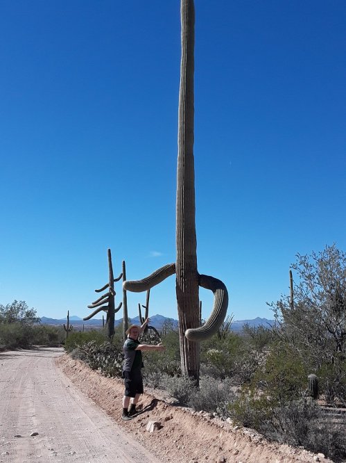 A person stands beside a tall cactus on a dirt road, surrounded by desert vegetation under a clear blue sky.