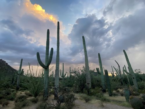 A desert landscape featuring tall cacti under a cloudy sky with hints of sunset in the background.