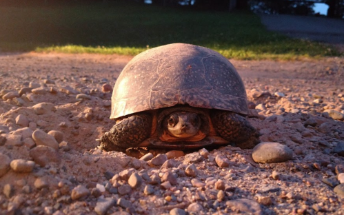 A close-up of a turtle on a gravel path, with its head peeking out from under its shell.