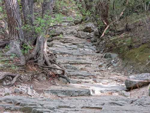 A rocky path winding through a forest, flanked by trees and roots, leading into a natural, wooded area.