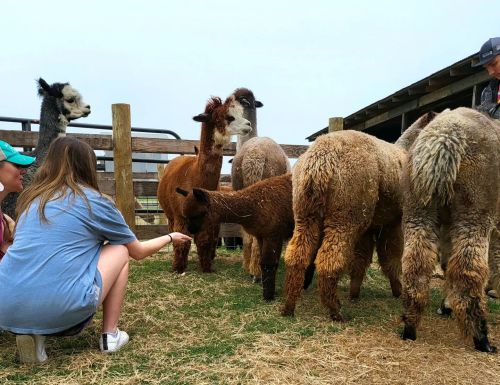 A group of alpacas gather around two people feeding them in a farm setting.