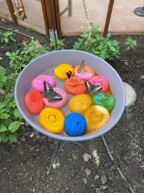 A gray bowl filled with colorful, sponge-like objects and butterflies resting on top, surrounded by greenery.
