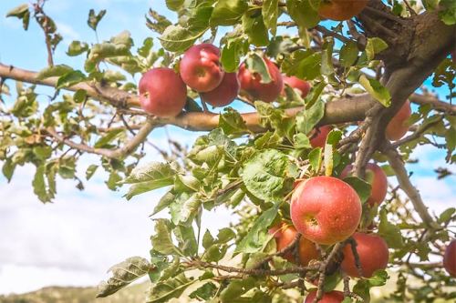 A close-up of a tree branch laden with ripe red apples and green leaves against a blue sky.