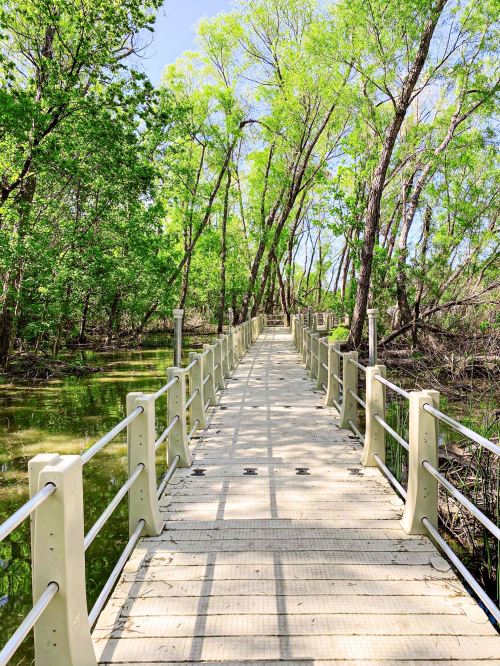 A wooden walkway stretches through a lush green forest, surrounded by water and tall trees under a clear blue sky.