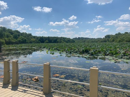 A serene lake covered with lily pads, surrounded by lush greenery and a clear blue sky with fluffy clouds.