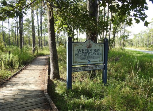 Sign for Weeks Bay Pitcher Plant Bog with a wooden walkway surrounded by trees and greenery.