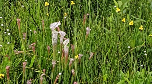 A cluster of pitcher plants surrounded by tall green grass and small yellow flowers in a natural setting.