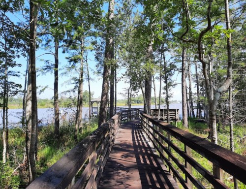 A wooden boardwalk winds through a lush forest, leading to a serene body of water in the distance.