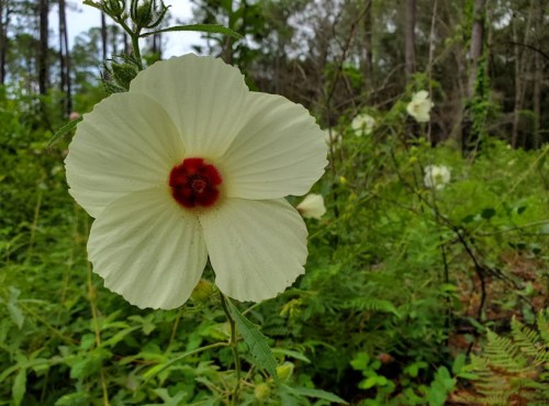 A large white flower with a red center blooms amidst green foliage in a forested area.