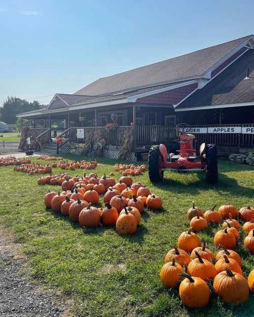 A farm stand with a red tractor and a field of pumpkins in front, set against a clear blue sky.