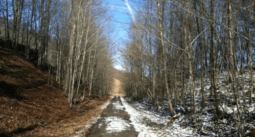 A snowy path lined with bare trees under a clear blue sky, leading into a distant wooded area.