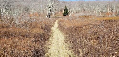 A narrow dirt path winds through a brown, grassy field surrounded by bare trees under a clear blue sky.