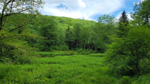 Lush green landscape with trees and a grassy area under a blue sky with scattered clouds.