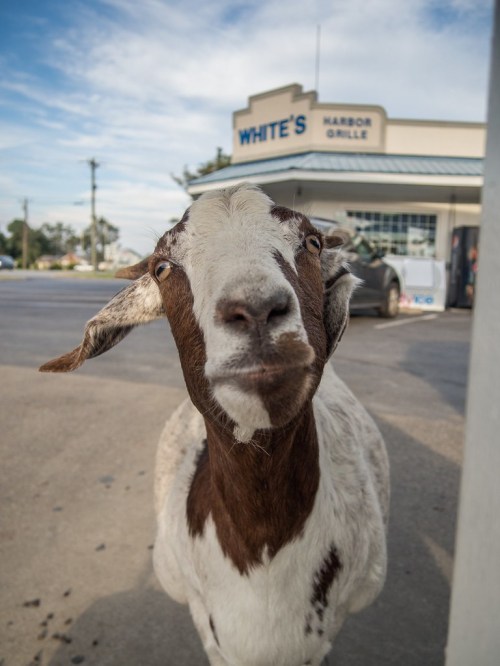 A curious goat stands in front of a restaurant, looking directly at the camera with a playful expression.