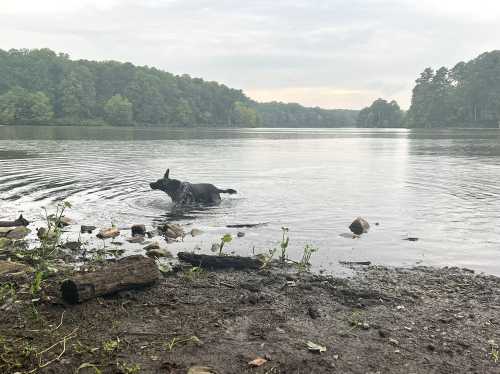 A dog wades in a calm lake, surrounded by trees and a cloudy sky, with ripples in the water.