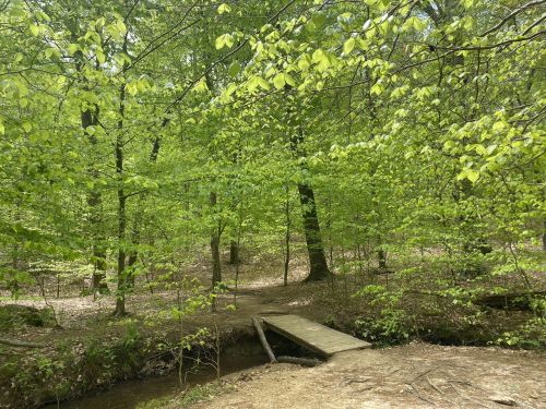 A serene forest scene with vibrant green leaves and a small wooden bridge over a gentle stream.