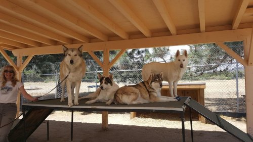 A woman stands beside four dogs on a raised platform under a wooden shelter in a sunny outdoor setting.