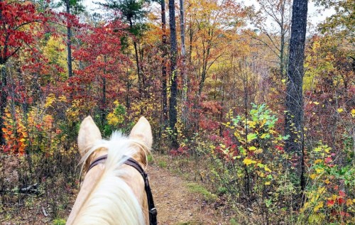 View from a horse's back, overlooking a colorful autumn forest with vibrant red, orange, and yellow leaves.