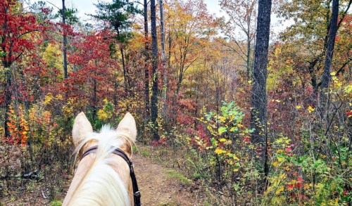 View from horseback, showcasing a vibrant autumn forest with colorful leaves and tall trees.