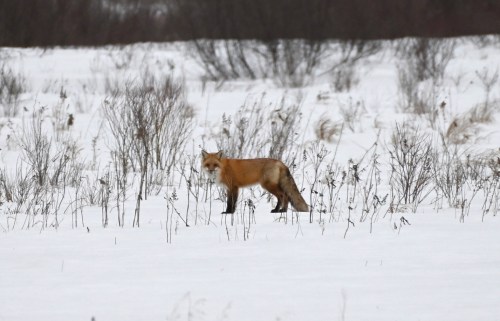 A red fox stands in a snowy field, surrounded by sparse vegetation and a winter landscape.