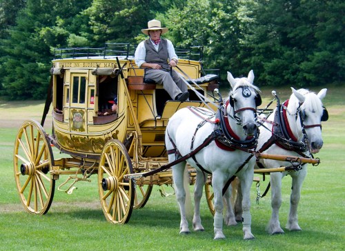 A man in a hat sits atop a vintage horse-drawn carriage pulled by two white horses in a grassy area.