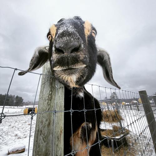 A close-up of a goat's face peering through a wooden fence on a snowy day.