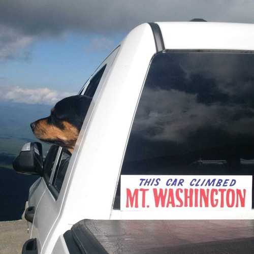 A dog leans out of a car window with a sticker that reads, "This car climbed Mt. Washington."