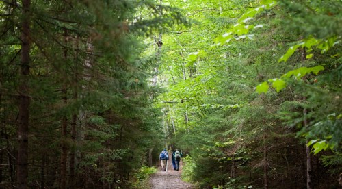 Two hikers walking along a narrow path through a lush green forest.