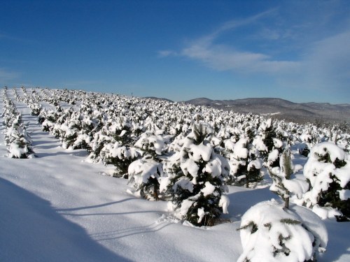 A snowy landscape filled with evergreen trees, blanketed in white snow under a clear blue sky.
