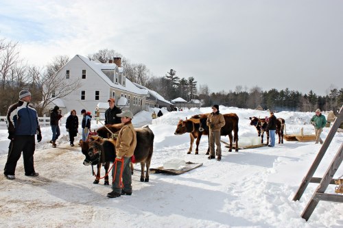 A snowy scene with people and cows, some pulling sleds, near a white house and trees in the background.