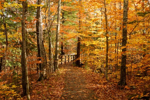 A serene forest path lined with vibrant autumn leaves and trees, leading to a wooden railing in the distance.