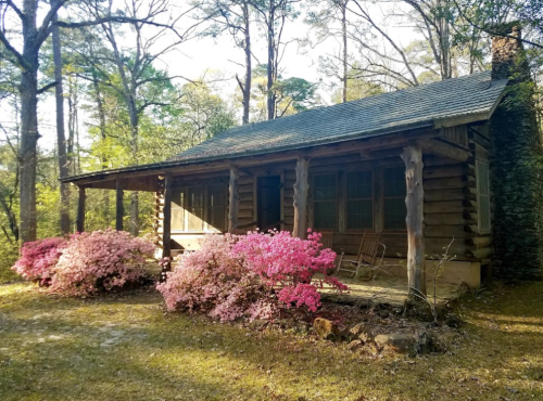 A rustic log cabin surrounded by blooming pink azaleas and tall trees in a serene outdoor setting.