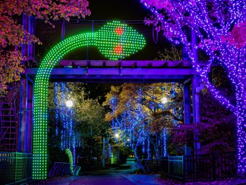A vibrant display of colorful lights forms a snake shape, illuminating a pathway surrounded by trees.